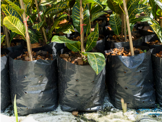 Jenis Polybag Tanaman yang Tepat untuk Kebun Anda